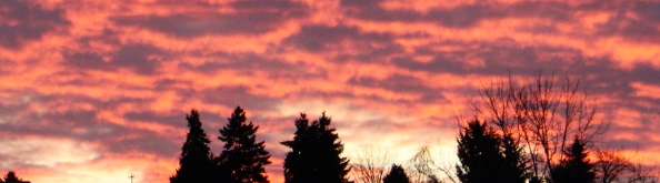 Pink and purple sunset with tree outline